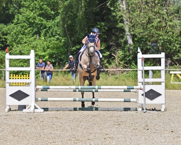 Zuchtstute Loughnatousa Louise MPS (Irish Sport Horse, 1996)