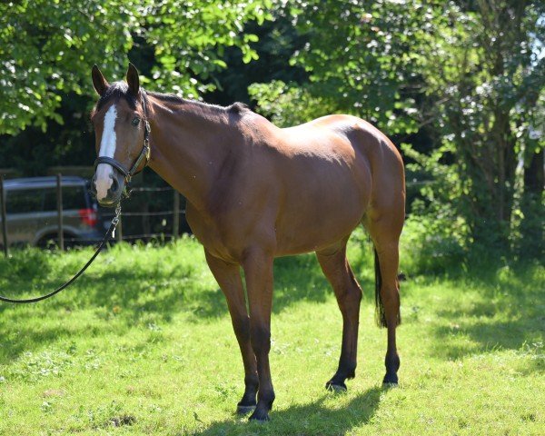 jumper Sancerre 24 (Belgian Warmblood, 2018, from Bamako de Muze)