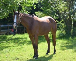 jumper Sancerre 24 (Belgian Warmblood, 2018, from Bamako de Muze)