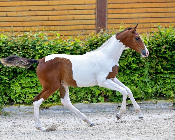 Pferd Camar Dancing Diva (Trakehner, 2024, von Polartanz)