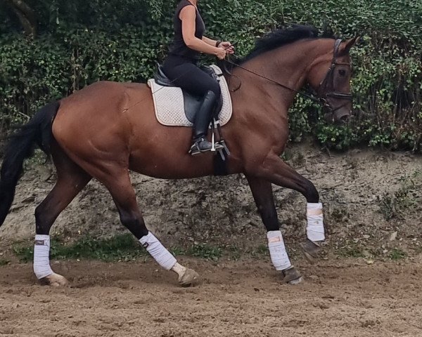broodmare Jodis 2 (KWPN (Royal Dutch Sporthorse), 2009, from For Romadour)