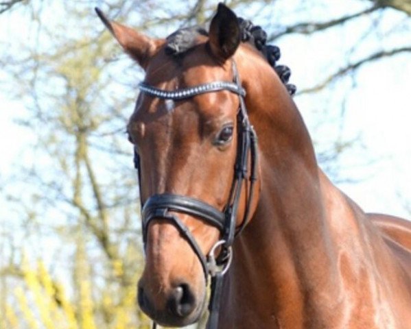 Dressurpferd Dylleh (KWPN (Niederländisches Warmblut), 2008, von Spielberg)