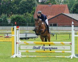 jumper Calixaren (Oldenburg show jumper, 2015, from Christian 25)
