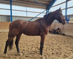 horse Chico Grande (Holsteiner, 2021, from Corfu de La Vie)