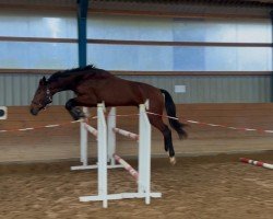 horse Chico Grande (Holsteiner, 2021, from Corfu de La Vie)