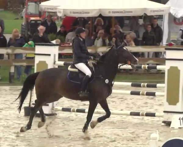 Reitturnier Linkenheim-Hochstetten 2013