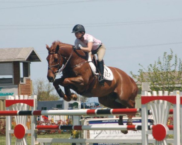 horse Muskateer (New Zealand Warmblood, 1999, from Cabdula du Tillard)