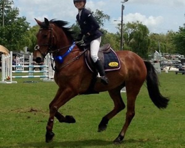 horse Ajaccio (New Zealand Warmblood, 2009, from Calvaro Z)