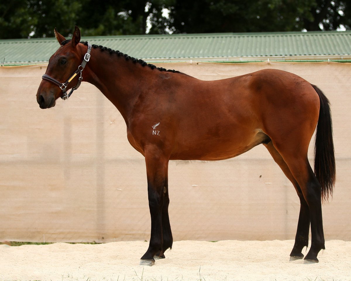 Pferd Know it All (Neuseeländisches Warmblut, 2019, von Quool du Bois Margot)