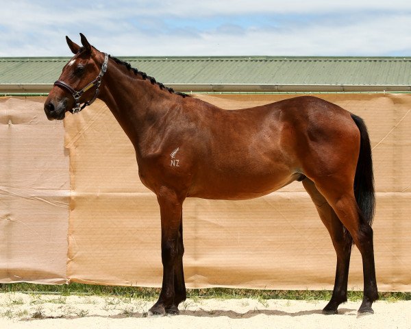 horse Just'n'Tune (New Zealand Warmblood, 2018, from Candy de Nantuel)