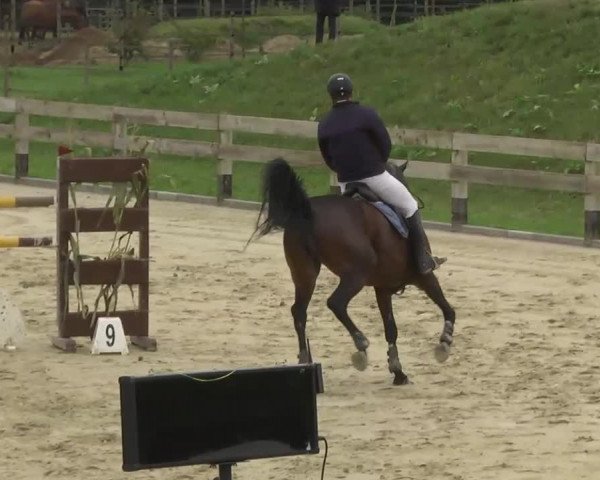 Springturnier Hubertushof RSG Linkenheim-Hochstetten 2013