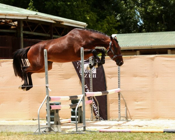 horse Indigo (New Zealand Warmblood, 2017, from Up To You)