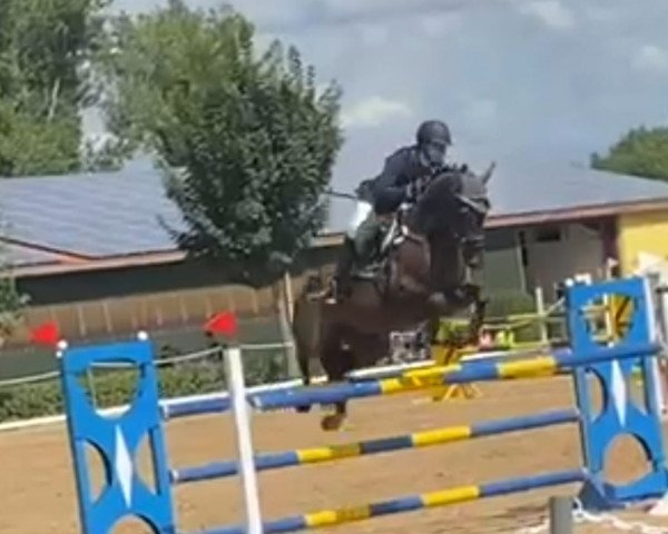 jumper Sangrita P (Hanoverian, 2013, from Stolzenberg)