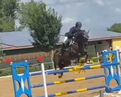jumper Sangrita P (Hanoverian, 2013, from Stolzenberg)