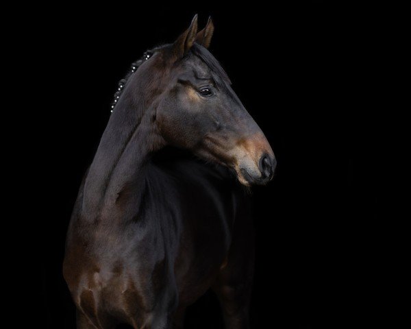 dressage horse Gladys B (Westphalian, 2021, from Galaxy)