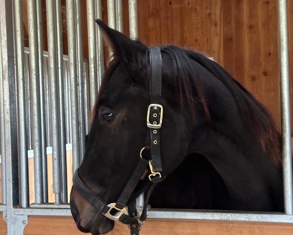 horse Salzprinzessin (Trakehner, 2023, from Halcon)