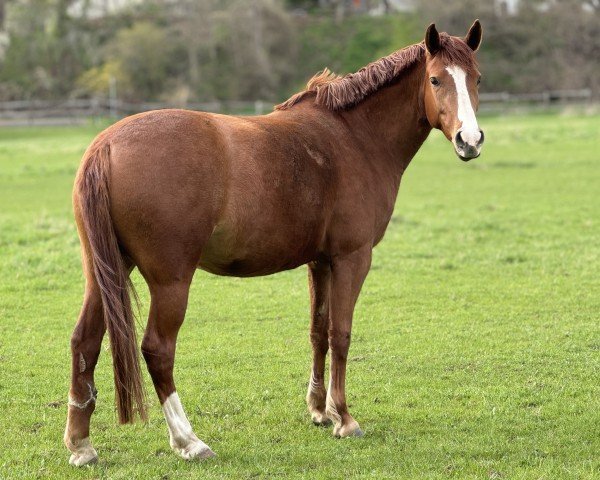 horse Rubina (German Riding Pony,  , from FS Mr. President)