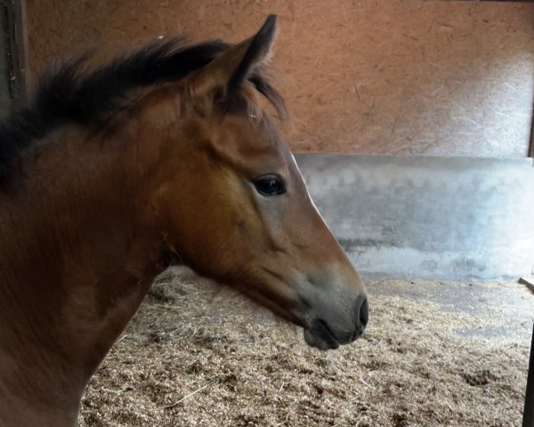 horse Dimensions Sweet Flame (German Riding Pony, 2024, from Dimension AT NRW)