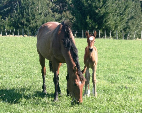 broodmare Violet (New Zealand Warmblood, 2009, from Rubynea)