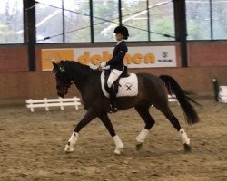Dressurpferd Night-Fly (Deutsches Reitpony, 2008, von Night-Power)