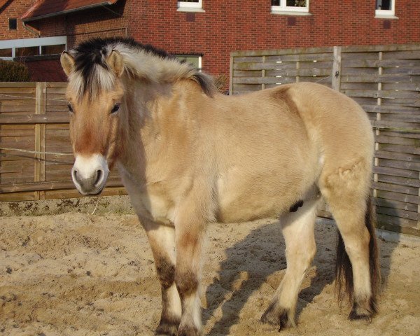 horse Renja (Fjord Horse, 1992, from Rei Romanow)