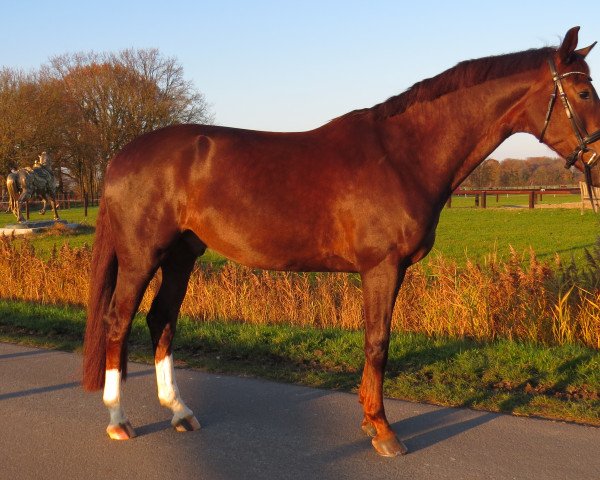 dressage horse Valldemossa 4 (Westphalian, 2016, from Veneno)