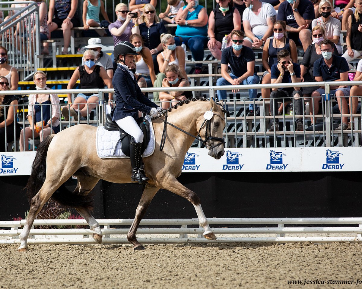 stallion Steendieks Diego Diaz (German Riding Pony, 2017, from Steendieks Morgensterns Dalai)