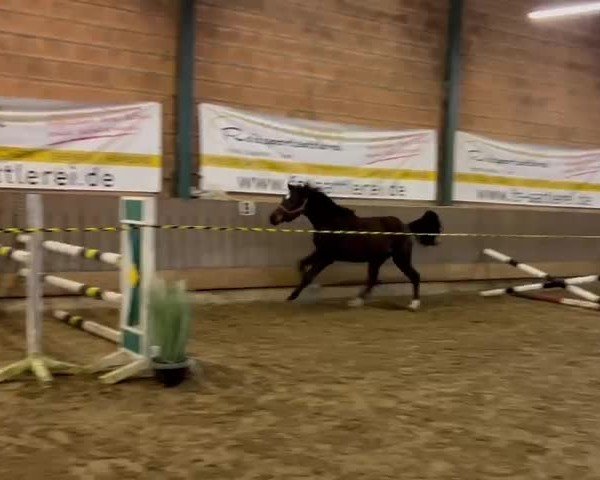 Video von Zartbitter V