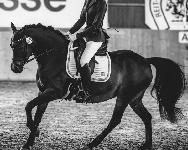 Zuchtstute Sissi 840 (Deutsches Reitpony, 2013, von King William) Zuchtstute Sissi 840 (Deutsches Reitpony, 2013, von King William)