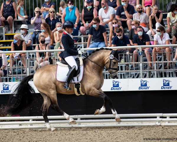 stallion Steendieks Centurion (German Riding Pony, 2017, from FS Chambertin)