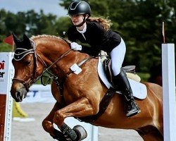 jumper Paul Panther 7 (German Riding Pony, 2015, from Coelenhage's Purple Rain)