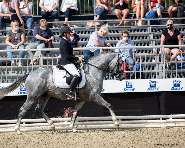 Deckhengst Sietlands Future (Deutsches Reitpony, 2017, von Future Dream)