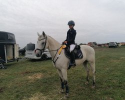jumper Knight Shadow (Connemara Pony, 2010, from Shadow's Dun)