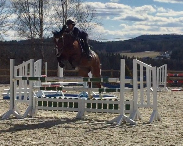jumper Sunny's Heart (Norwegian Warmblood, 2011, from Heart-Ache BS)