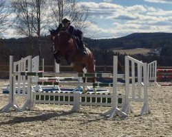 jumper Sunny's Heart (Norwegian Warmblood, 2011, from Heart-Ache BS)