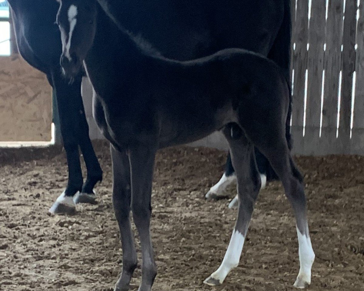 horse Dancelot (Hanoverian, 2022, from Dancier Gold FRH)