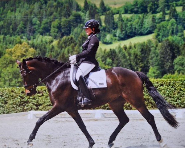 horse Wahres Glück ANW (Oldenburg, 2019, from Asgard's Ibiza)