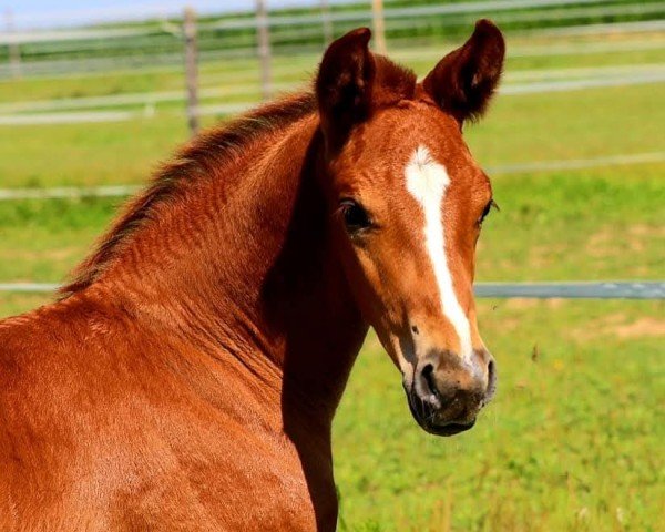 horse Top Gun Gold ANW (Austrian Warmblood, 2022, from Toto Gold)