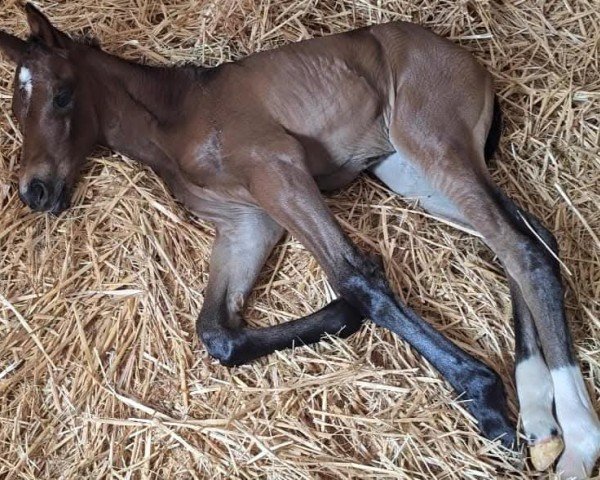 broodmare Wild Ramira ANW (Austrian Warmblood, 2024, from Ramiro Z)
