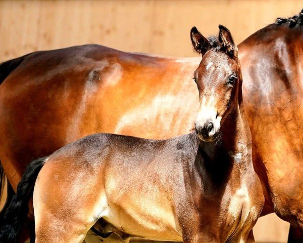 horse Touch of Totilas ANW (Oldenburg, 2023, from Totilas)