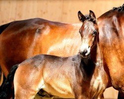horse Touch of Totilas ANW (Oldenburg, 2023, from Totilas)