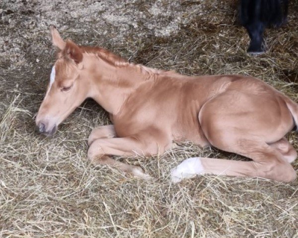 Pferd Qestia (Hannoveraner, 2024, von Qandide)