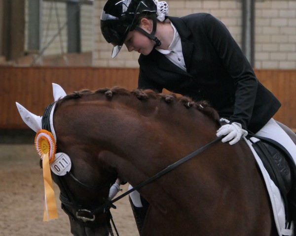 Cavallo da Dressage Balotelli B (Hannoveriano, 2012, di Brentano II)