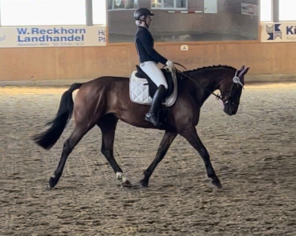 broodmare La Haricot SM (Westphalian, 2020, from Lassar) broodmare La Haricot SM (Westphalian, 2020, from Lassar)