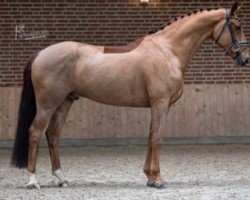 dressage horse Mardi 3 (KWPN (Royal Dutch Sporthorse), 2017, from Fürst Romancier)