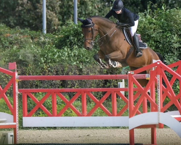 jumper Canto Bruno (Oldenburg show jumper, 2011, from Cantoblanco)