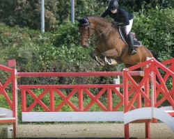 jumper Canto Bruno (Oldenburg show jumper, 2011, from Cantoblanco)