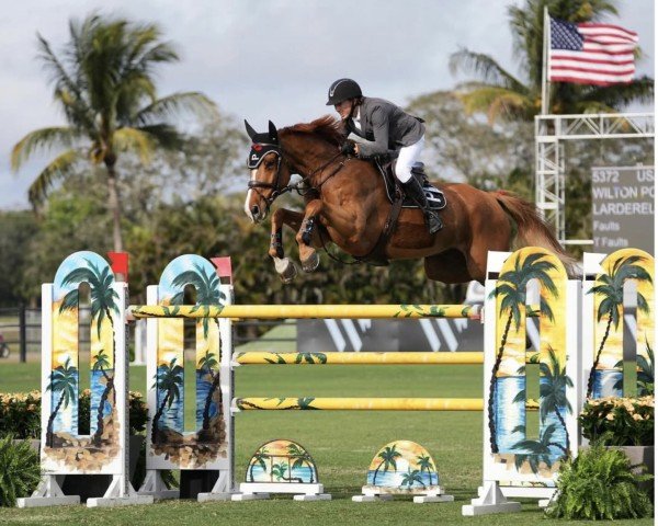 Springpferd Larderello (KWPN (Niederländisches Warmblut), 2016, von Arezzo VDL)
