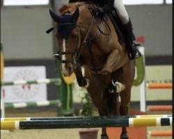 jumper Papillon du Tilleul (Belgian Warmblood, 2015, from Flipper d'Elle)