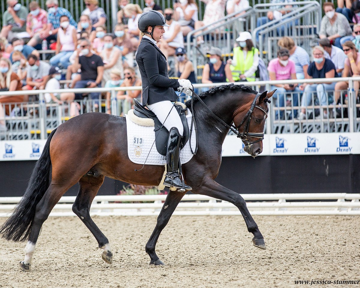 stallion Komplett (German Riding Pony, 2017, from Kachunga)
